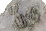 Cluster Of Large Proetid Trilobites - Jorf, Morocco #251435-2